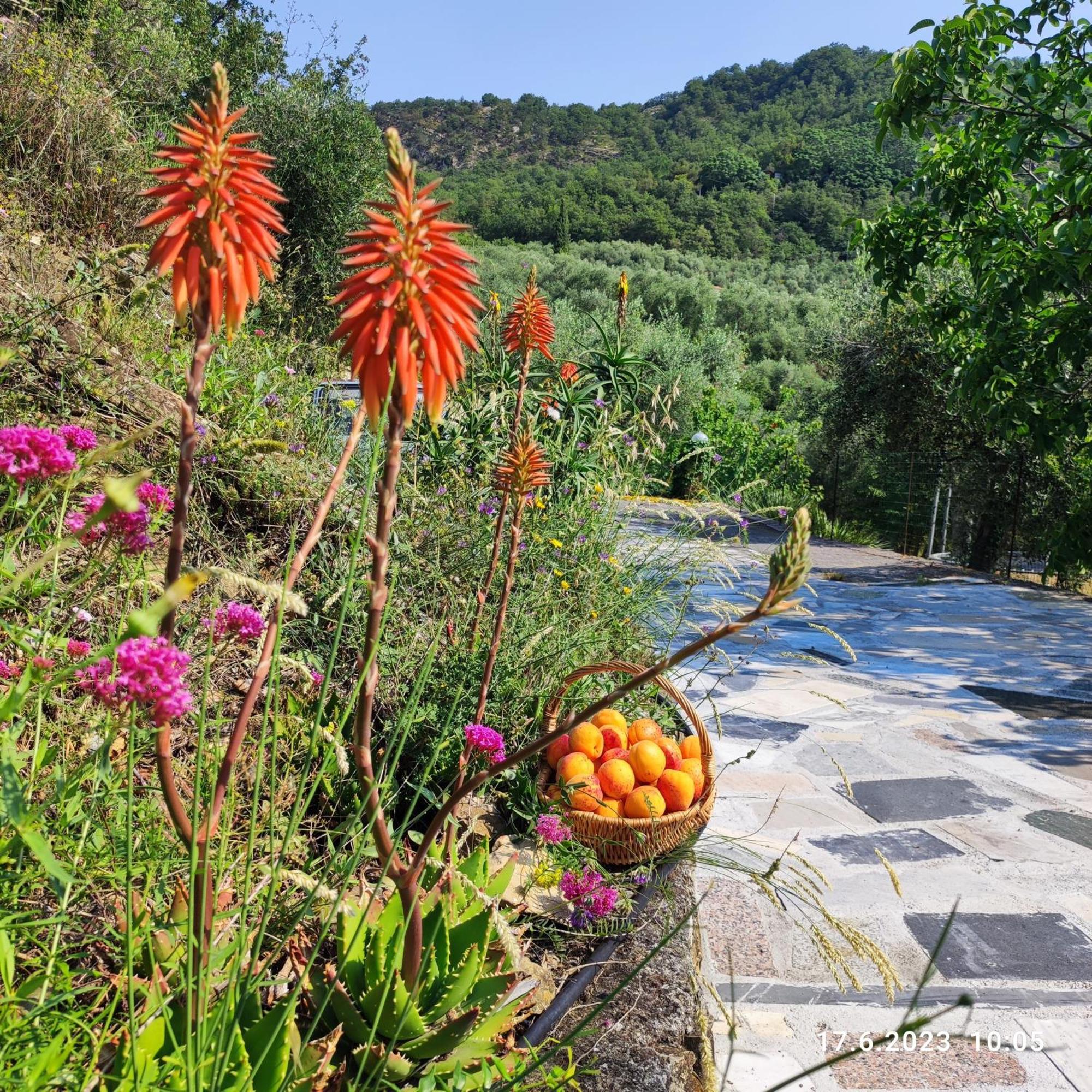 Villa Berio Due - Tuija Villa Viani المظهر الخارجي الصورة